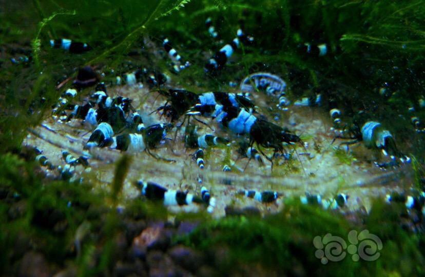 【出售】清密度 出蓝化熊猫水晶虾 酒红熊猫水晶虾-图1