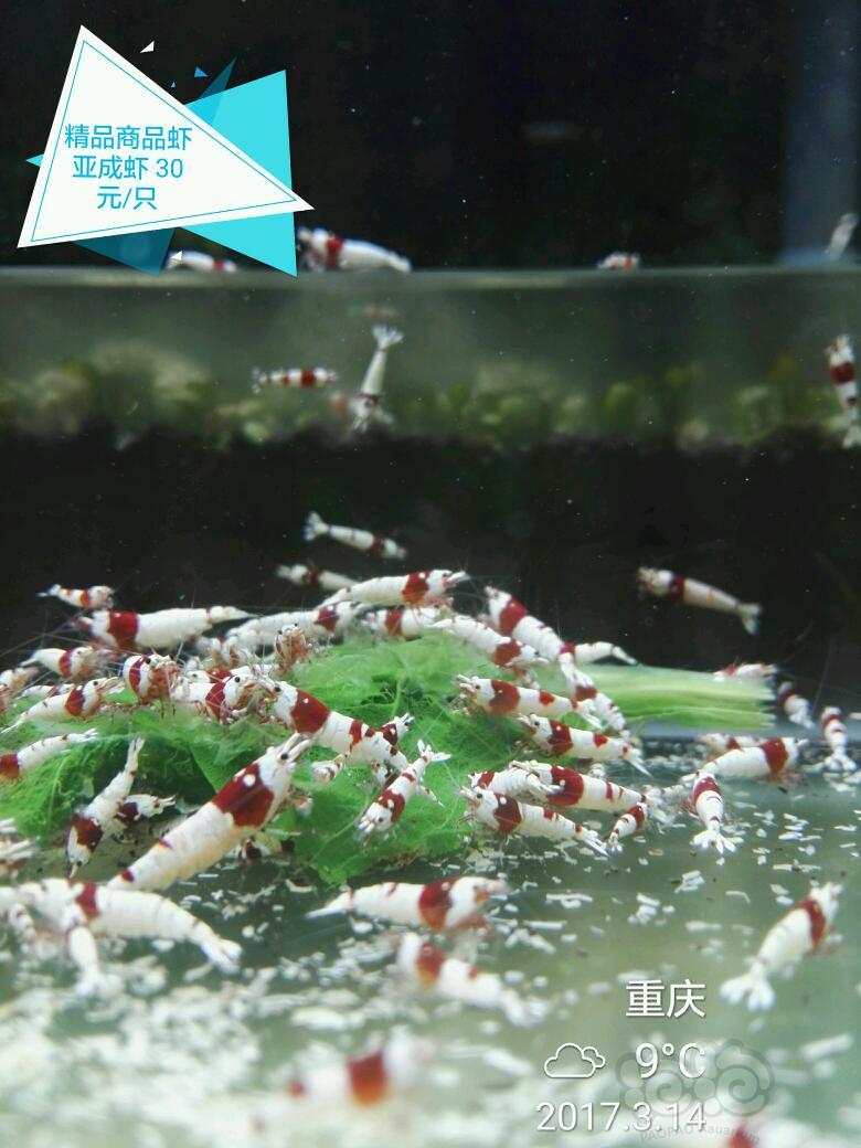 【出售】出售EVER™经典红白水晶虾-图3