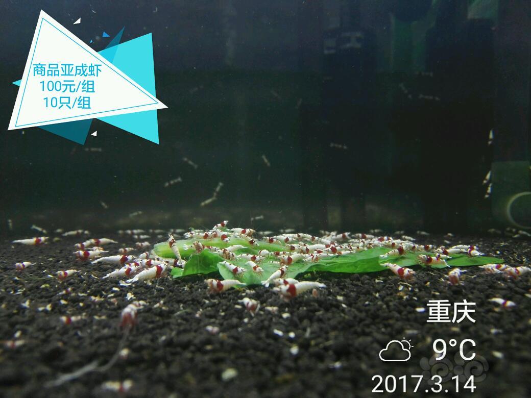 【出售】出售EVER™经典红白水晶虾-图1
