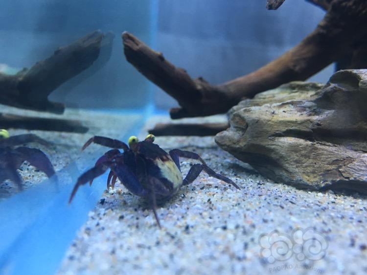 出售恶魔蟹火焰恶魔蟹