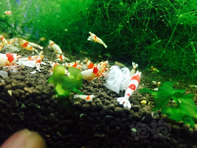 【出售】出红白水晶虾-图3