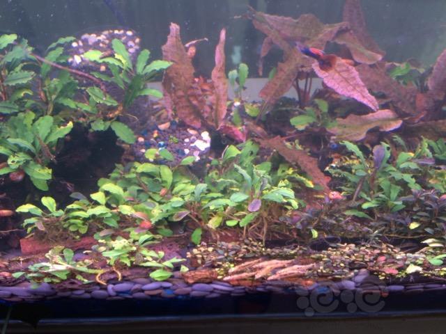 Ada水草泥新泥 泡泡水族