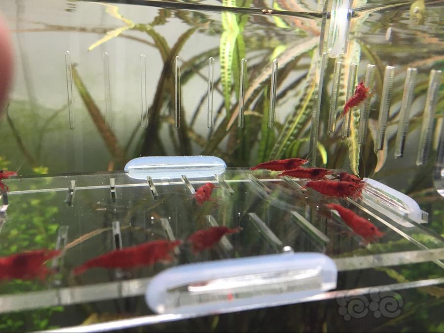 【虾】2017-03-16#RMB拍卖血腥玛丽成虾繁殖组一份35只-图2