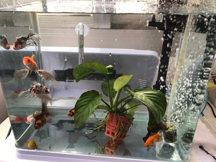 在左下角 刚买的 扔进鱼缸一动不动 盖子打不来 随水流在摇曳 也不吸