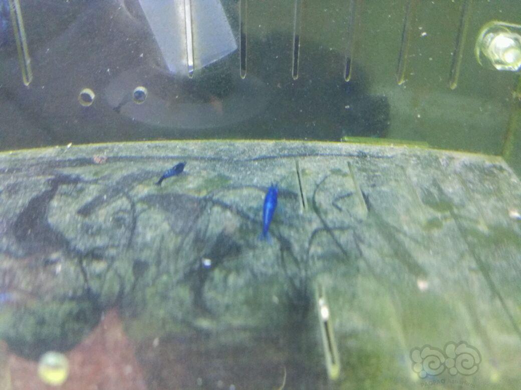 【虾】2017-03-25#RMB拍卖提纯淘汰蓝宝石虾20只为一份-图3