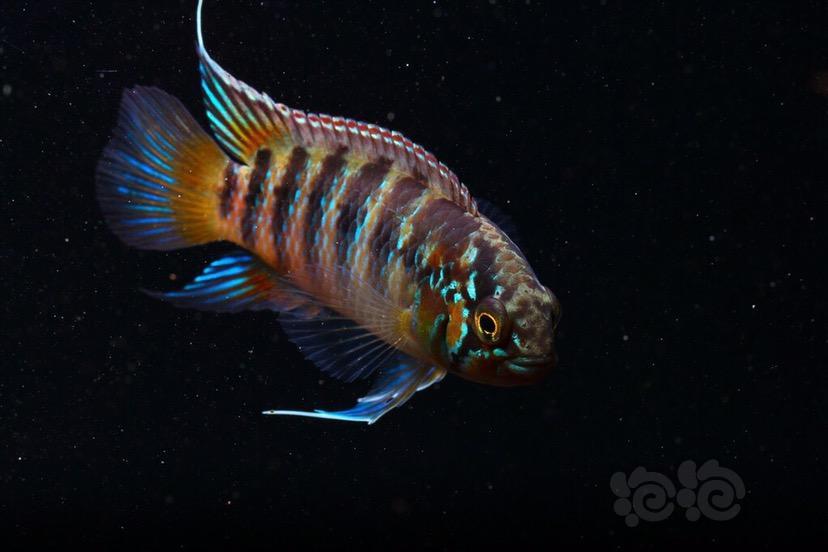 【短鲷】圣加百列龙纹 - 泡泡水族