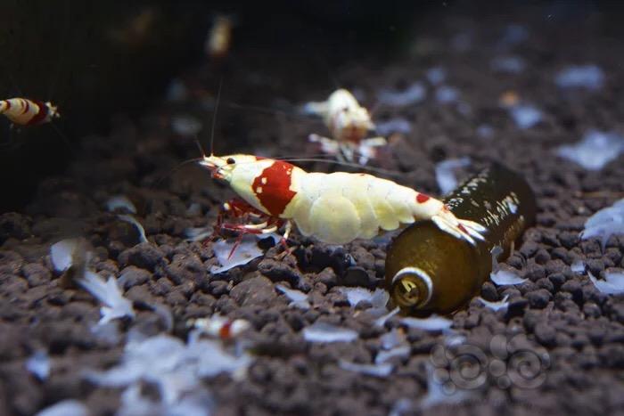 最美红白水晶虾-图6