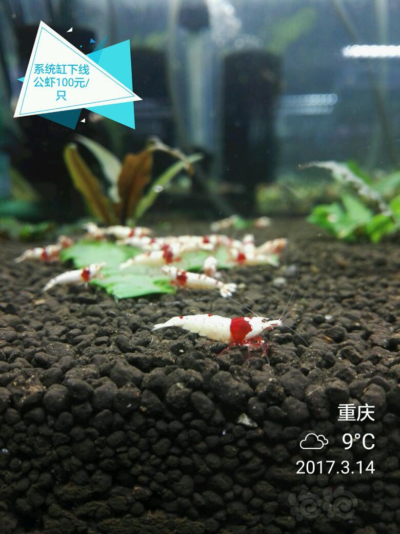 【出售】出售EVER™经典红白水晶虾-图5