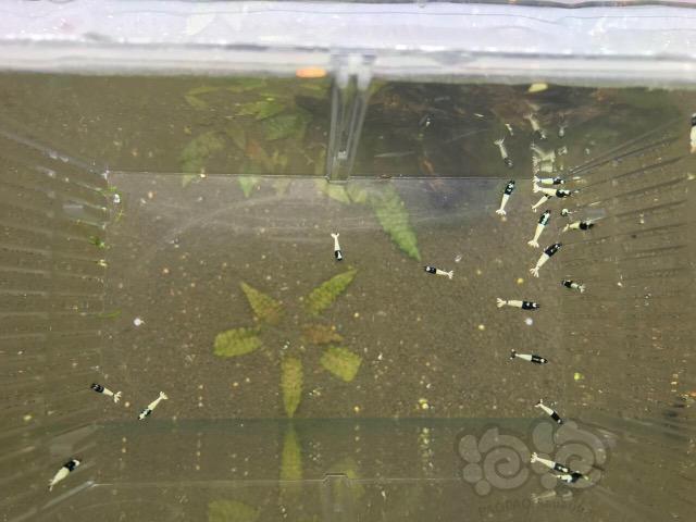【虾】2017-03-31#RMB拍卖黑pinto水晶虾20只一份-图2