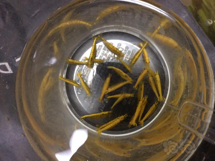 【出售】出金背米虾成虾繁殖组一份25只-图1