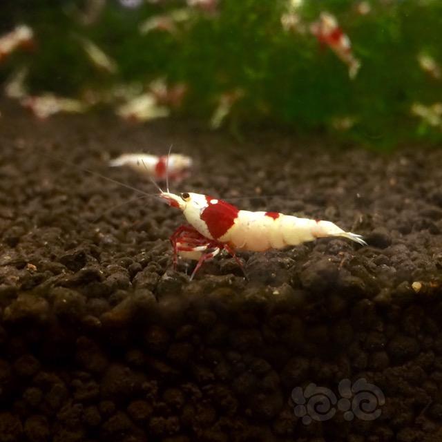 【虾】2017-03-31#RMB拍卖纯血红白4只-图4