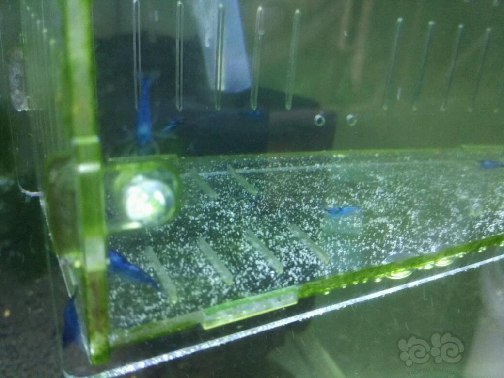 【虾】2017-03-28#RMB拍卖提纯淘汰蓝宝石虾10只为一份-图4