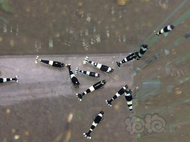 【虾】2017-04-14#RMB拍卖黑P基因虾40只一份-图3