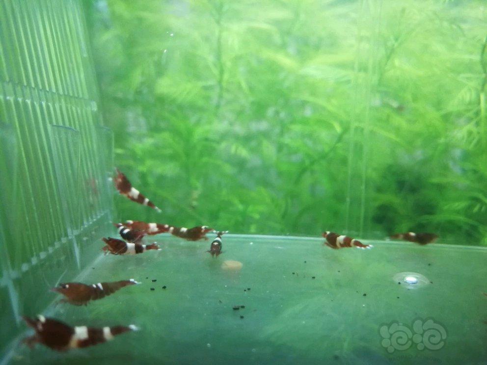 【虾】2017-04-25#RMB拍卖酒红系杂虾18只-图2