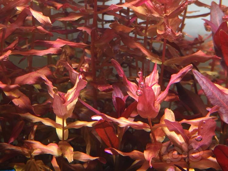 【出售】出乌苏里聚藻，大红叶和豹纹红蝴蝶-图2