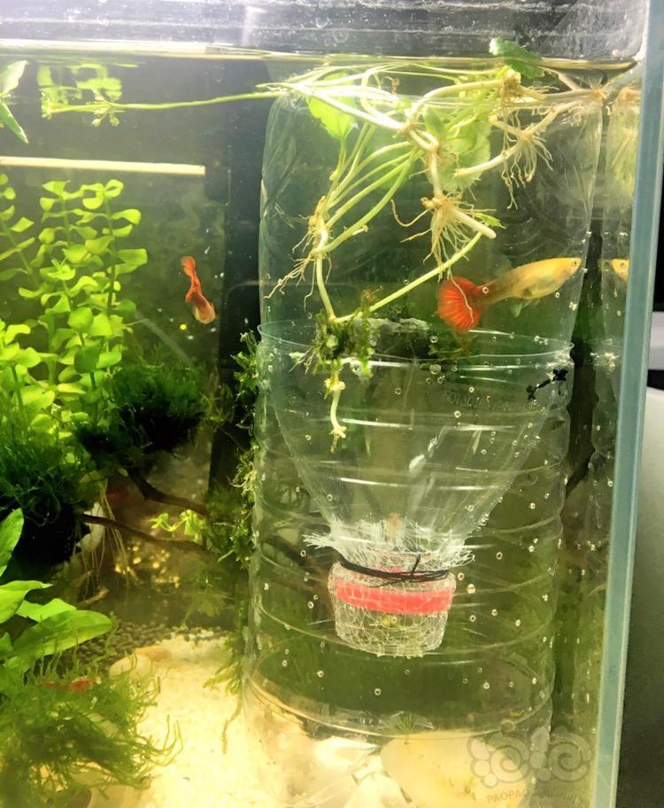 孔雀鱼一次性产房