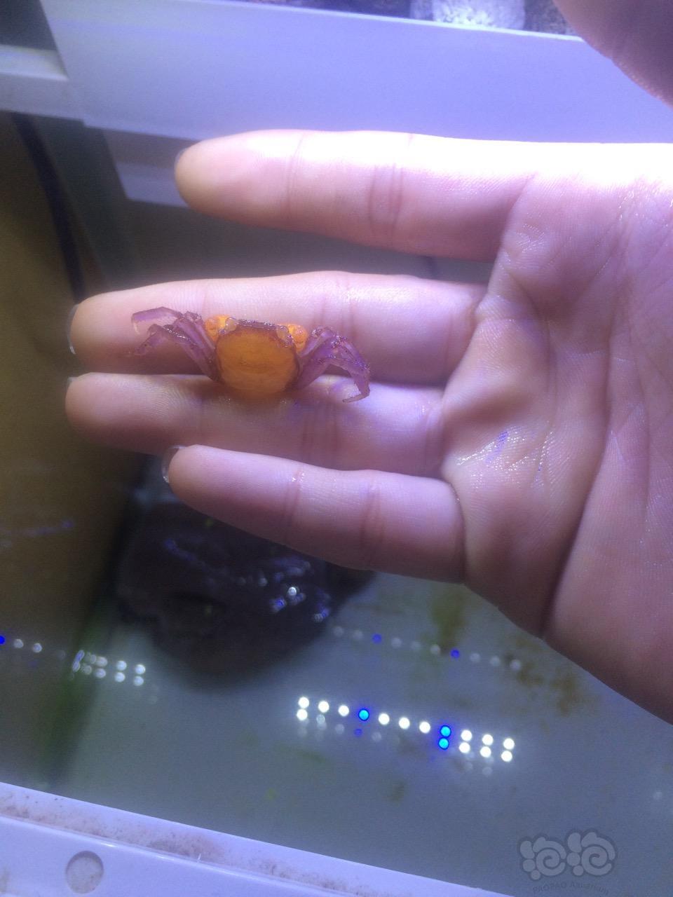 幽灵蟹(脱下来的壳)