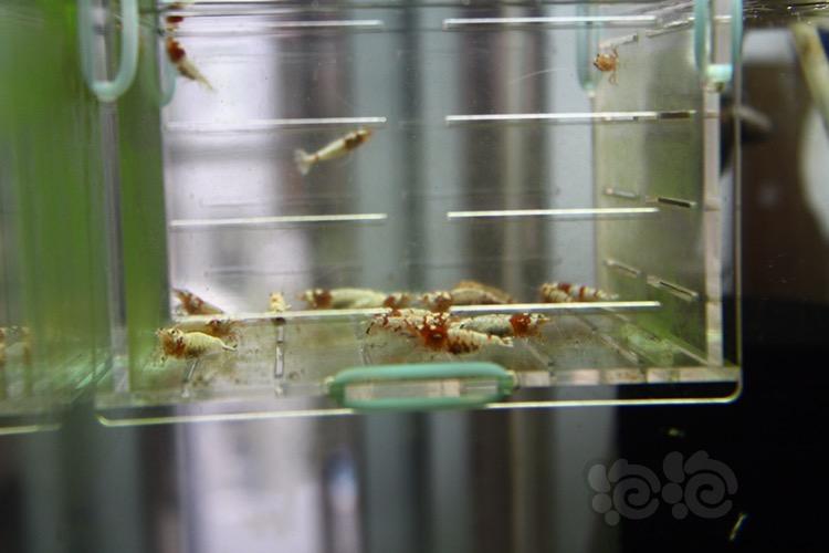 【虾】2017-04-30#RMB拍賣紅虎晶母蝦20只-图6