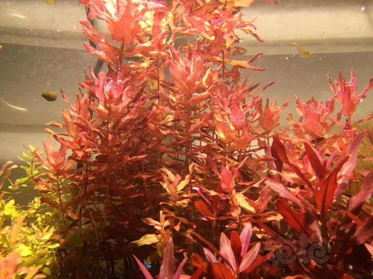 【出售】出乌苏里聚藻，大红叶和豹纹红蝴蝶-图4