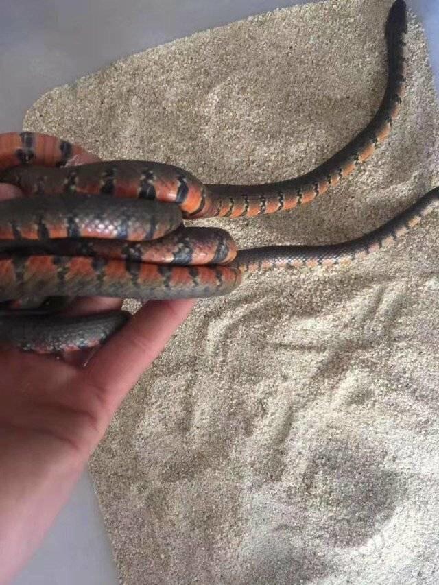 出售爬蛇类玉米赤练