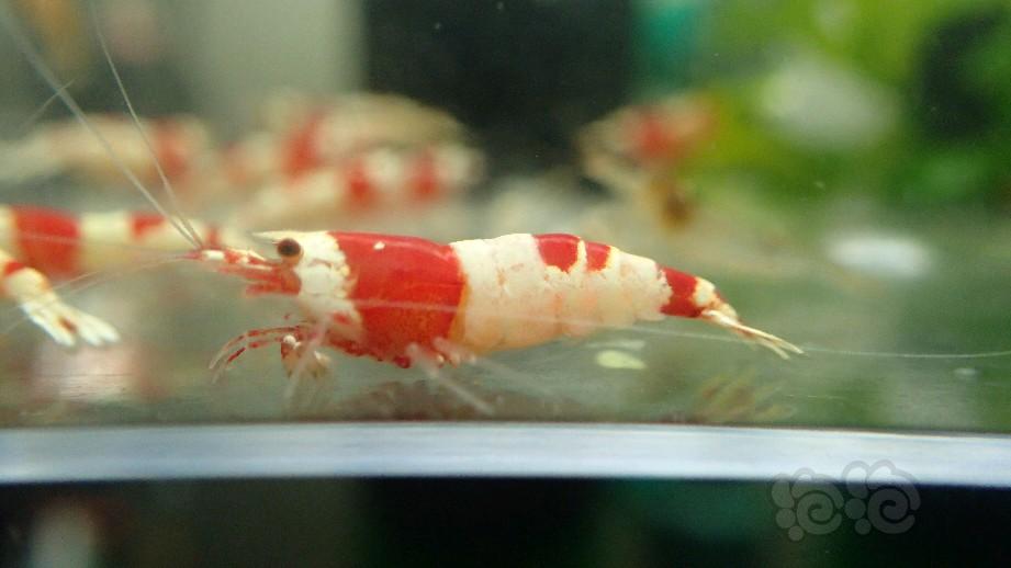 【出售】出售纯血红白水晶虾-图6