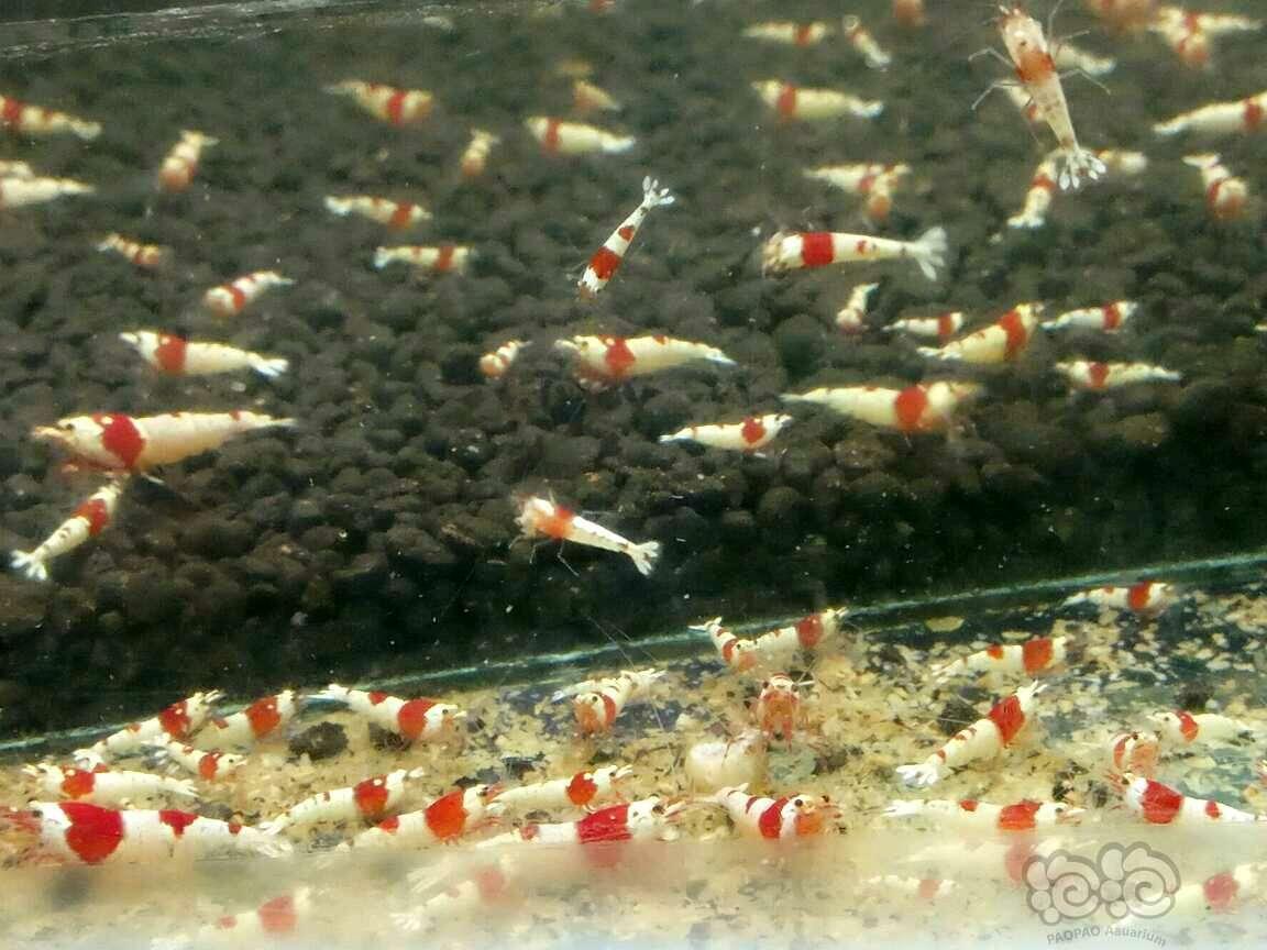 【出售】【出售】红白水晶虾-图2