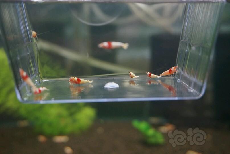 【虾】2017-4-26#RMB拍卖红白水晶虾9只-图3
