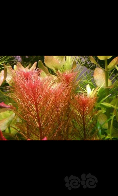 水草摄影不一样的红千层