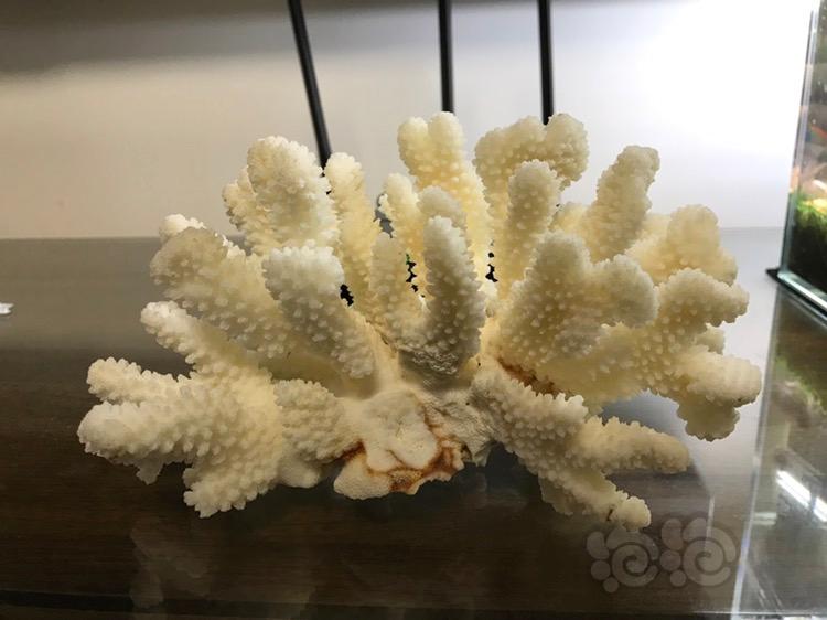 这珊瑚能不能往苏虾缸里放-图1