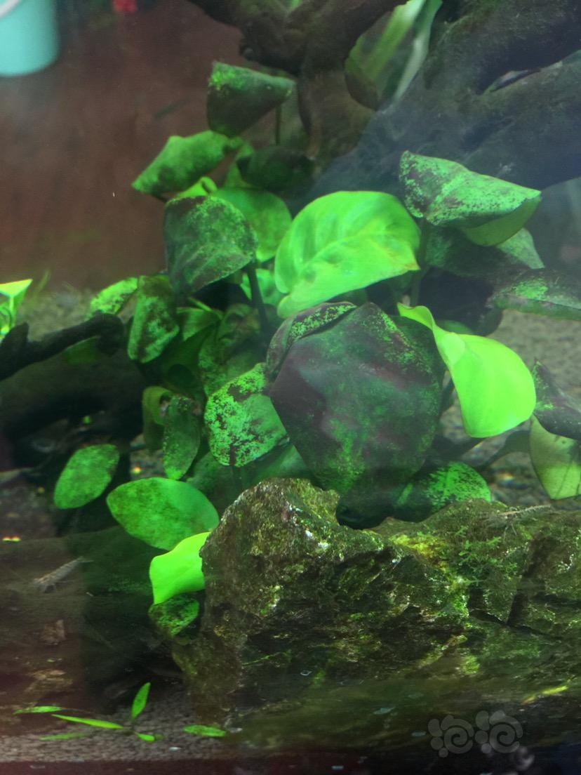 黑毛藻斑点藻绿斑藻刚毛藻褐藻集各种藻于一缸-图2