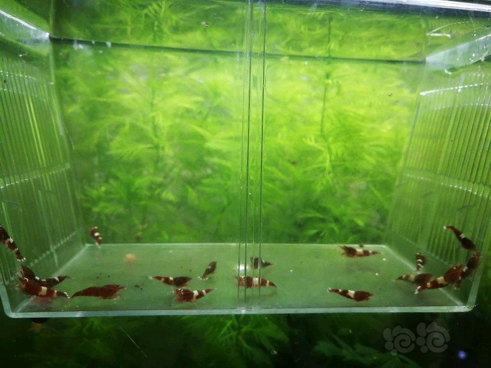 【虾】2017-04-25#RMB拍卖酒红系杂虾18只-图4