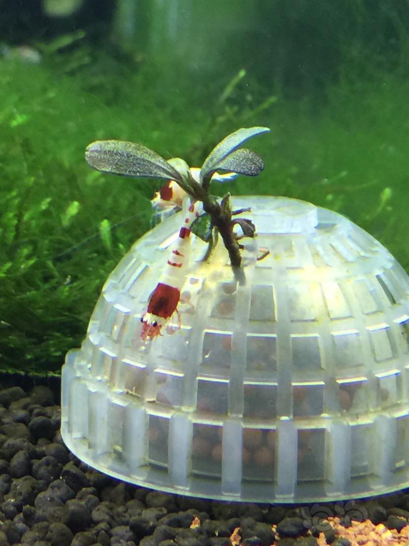 水晶虾缸苹果螺-图1