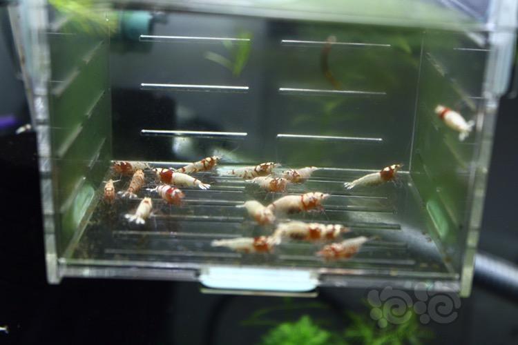 【虾】2017-04-30#RMB拍賣紅虎晶母蝦20只-图2