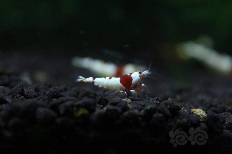 【虾】2017-04-13#RMB拍卖纯血红白水晶虾2只-图2