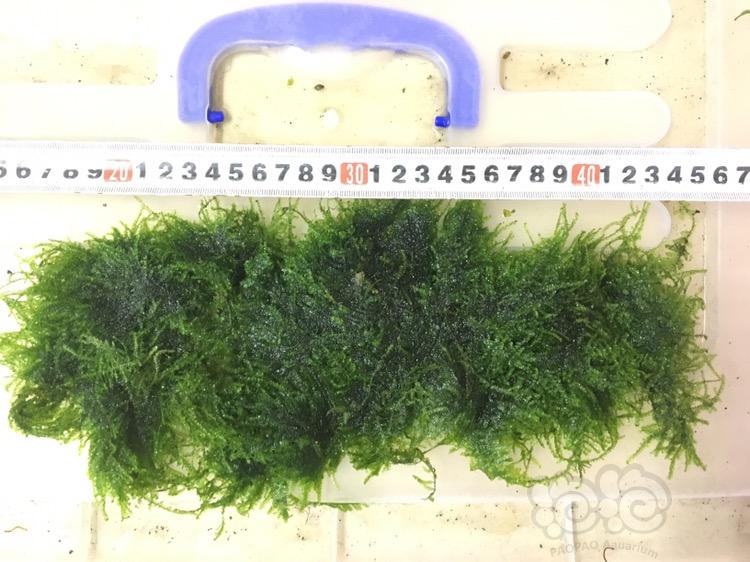 【出售】代友出些水草，另本人福利一份珊瑚moss，状态有点差-图5
