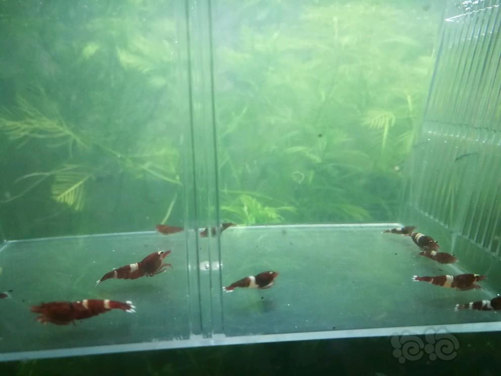 【虾】2017-04-21#RMB拍卖Pinto基因酒红16只-图4