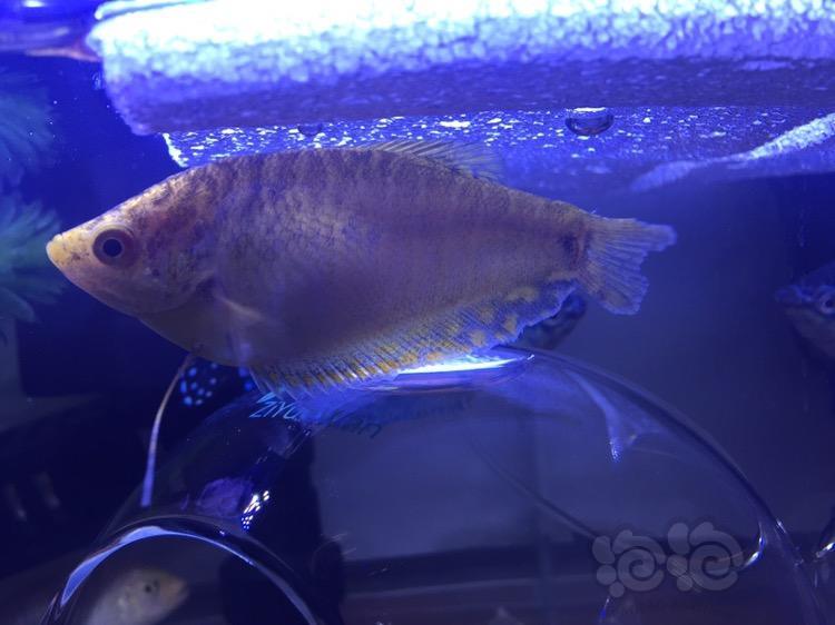 三湖慈鲷非洲凤凰太流氓