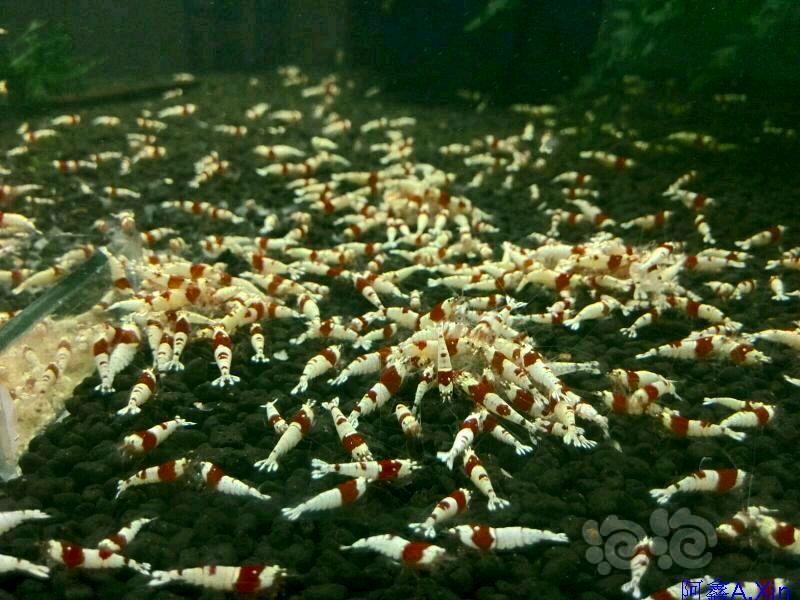 【出售】【出售】红白水晶虾-图1