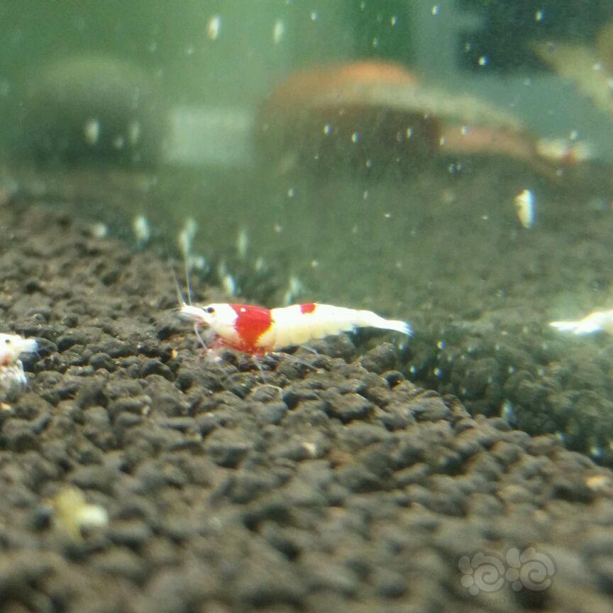 【虾】2017-4-16#RMB拍卖纯血红白水晶虾5只-图2