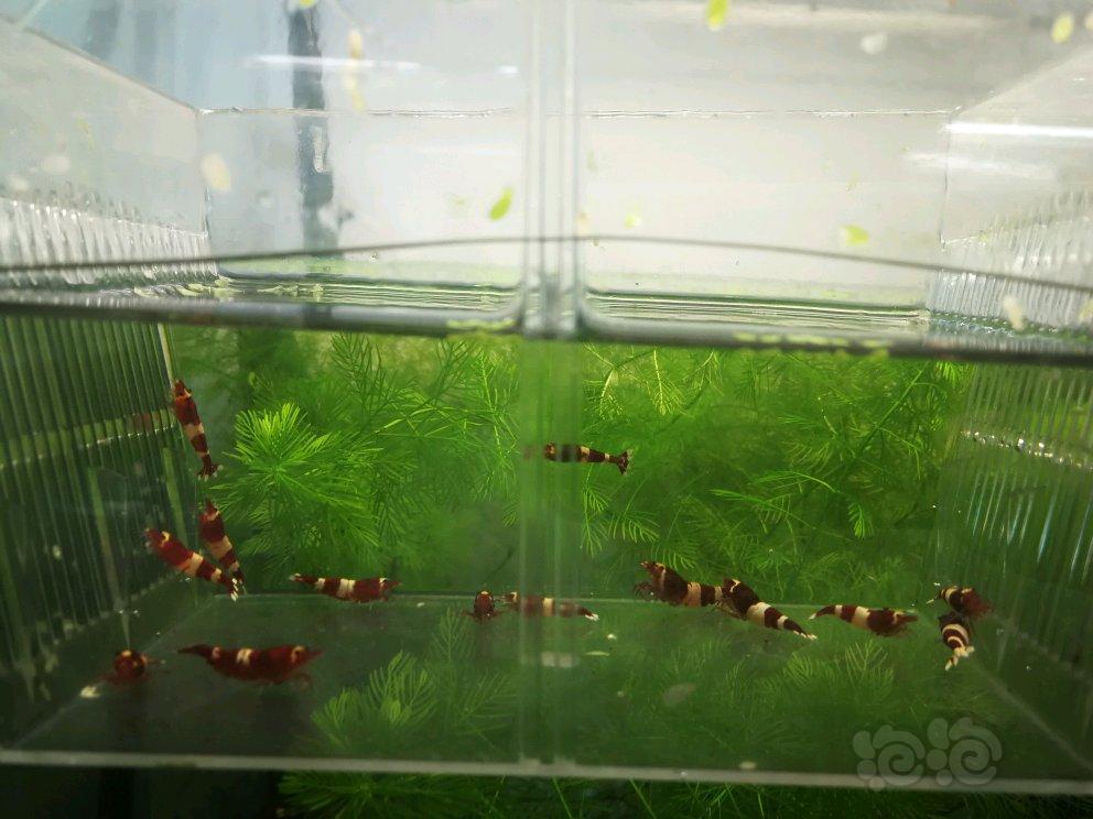 【虾】2017-04-20#RMB拍卖酒红虾10母4公-图1