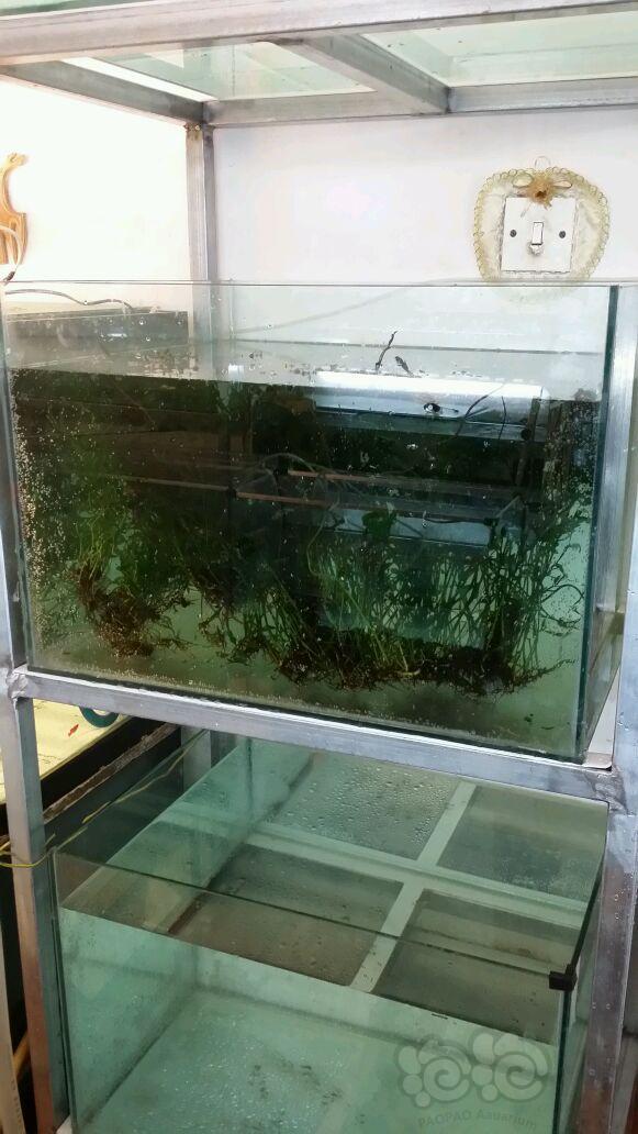 【出售】600宽的鱼缸,黑木撅,坐标沈阳,200块钱出了,决定白菜价,不