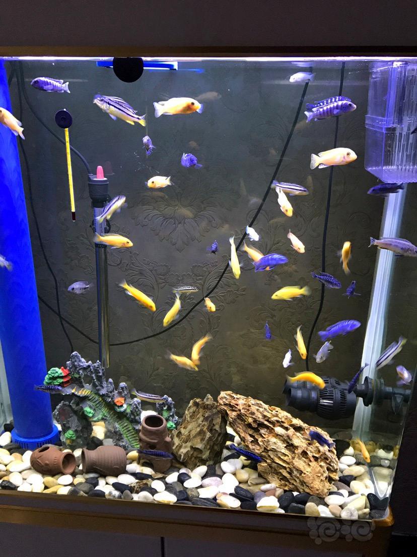 三湖慈鲷杂鲷生小鱼了