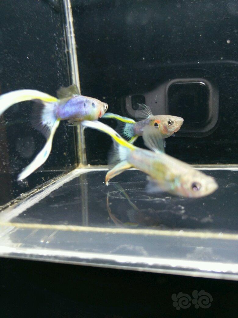 孔雀鱼日本蓝双剑孔雀鱼