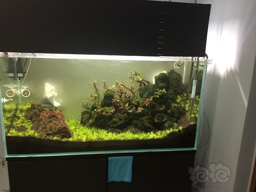 香港 請問種挖耳草 大家推薦甚麼牌子的根肥 泡泡水族