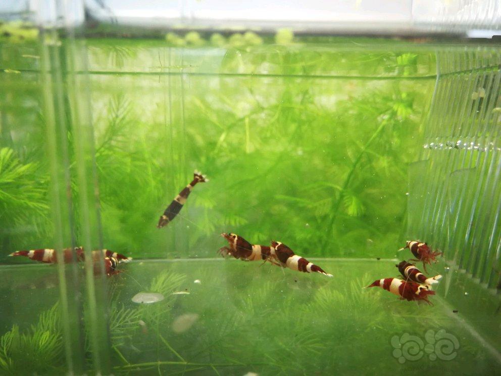 【虾】2017-04-20#RMB拍卖酒红虾10母4公-图2