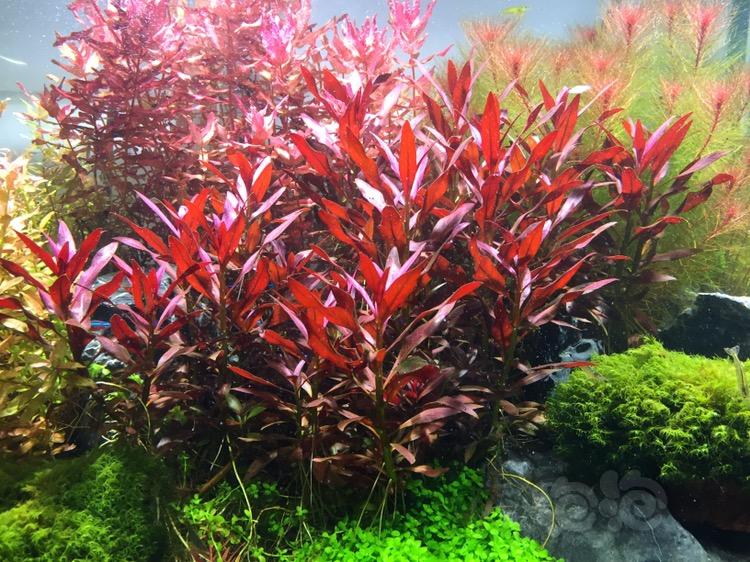【出售】出乌苏里聚藻，大红叶和豹纹红蝴蝶-图1