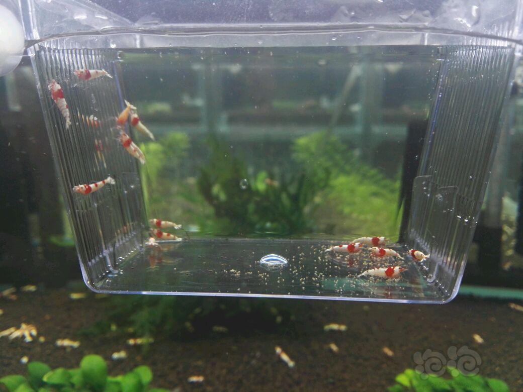 【虾】2017-04-11#RMB拍卖EVER™红白水晶虾15只-图2