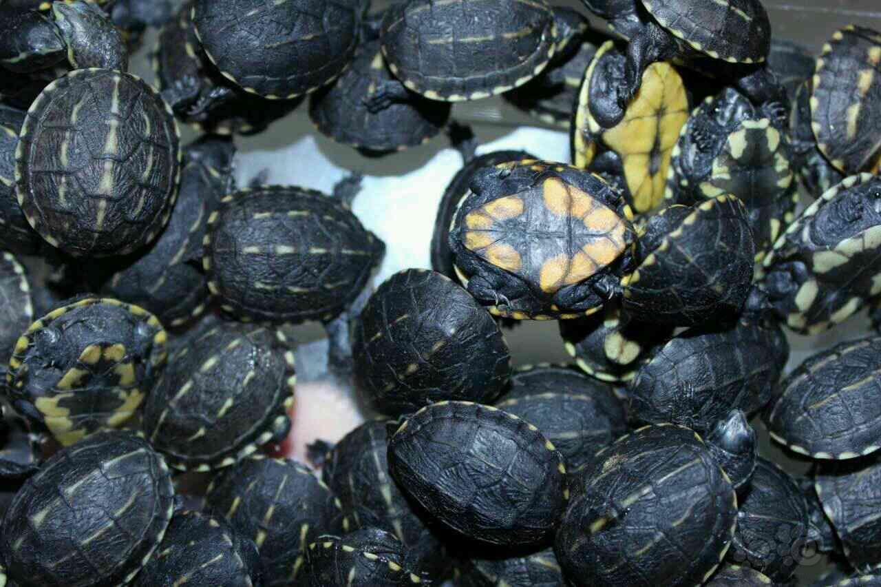 出售出售果壳泥龟价格美丽喜欢的私聊