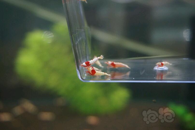 【虾】2017-4-26#RMB拍卖红白水晶虾9只-图5