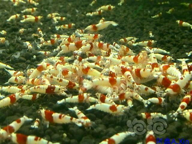 【出售】【出售】红白水晶虾-图3